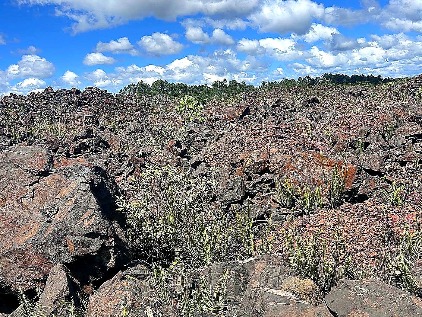 Green ferns and shrubs regrowing between large rocks on a rehabilitated mine bench under a blue cloudy sky
