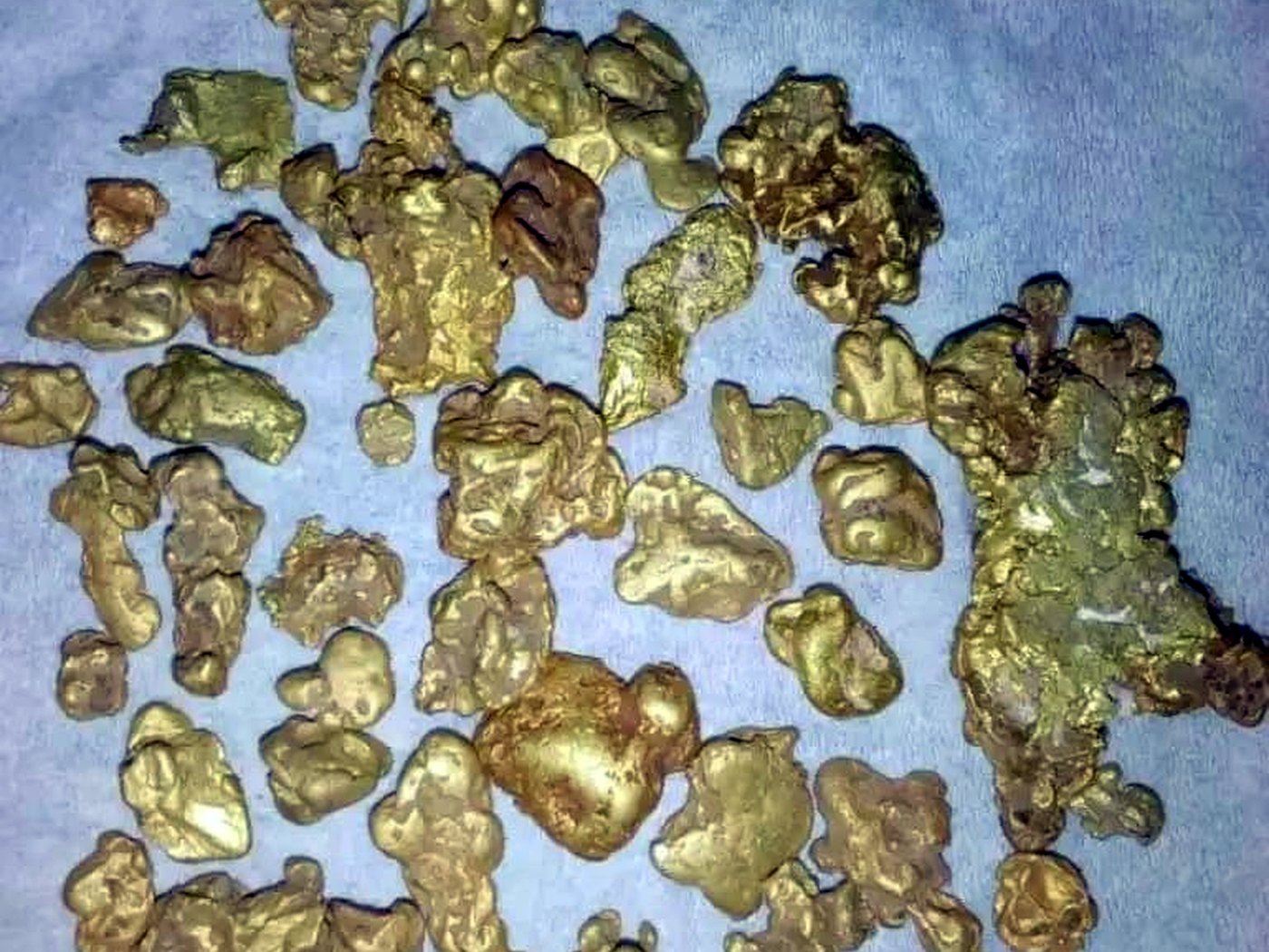 Dozens of small rough gold nuggets arranged in rows for grading and certification
