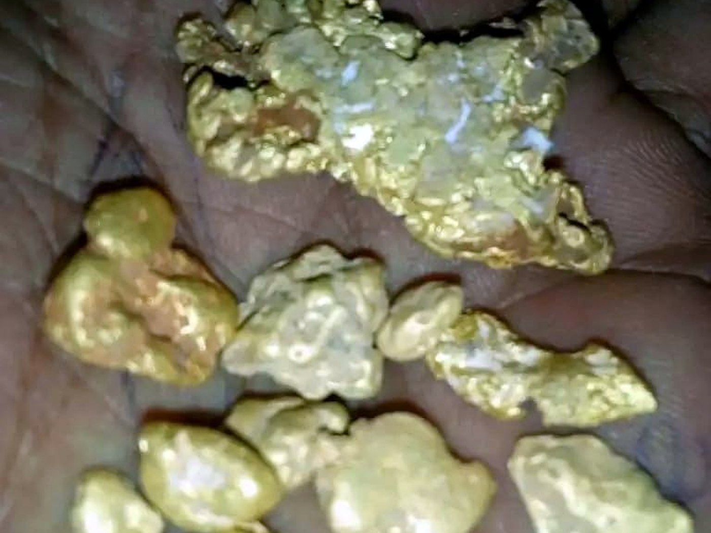 A miner's palm holding a cluster of rough, bright yellow placer gold nuggets recovered from a Honduran river concession