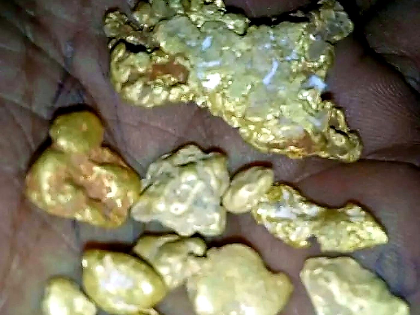 A miner's palm holding a cluster of rough, bright yellow placer gold nuggets recovered from a Honduran river concession