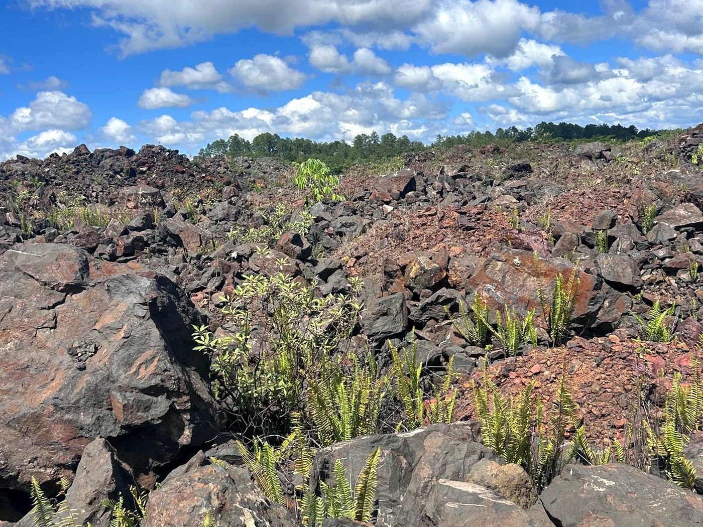 Green ferns and shrubs regrowing between large rocks on a rehabilitated mine bench under a blue cloudy sky