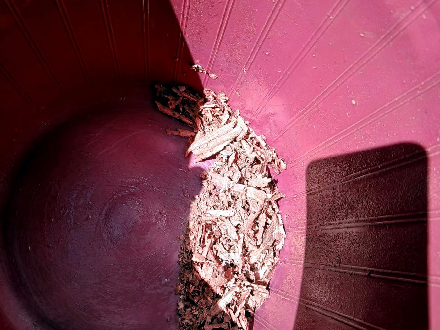 Bright pink-orange copper cathode chips collected in a red plastic drum ready for weighing
